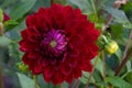 Dark crimson-red flower of garden Dahlia Red Jill